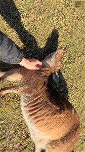 Are kangaroos good pets ?? #viralreels #reelsvideoシ #fyp #kangaroo #explore #trending #fypviralシ | My Discovery Lens