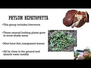 Chapter 28 Plant Evolution and Classification