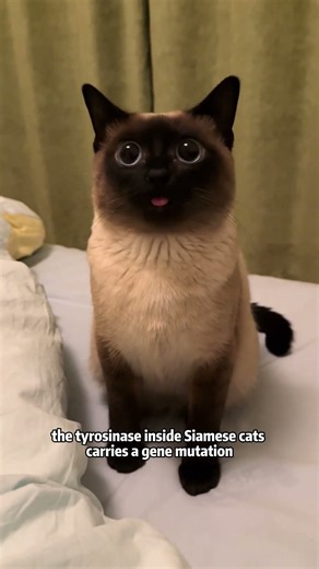 Why is my Siamese cat getting darker as it gets older?#cat#usa #funny#fyp #foryou