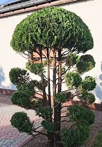 Stunning Topiary Transformation!🌳✂️ | Art & Landscape Design