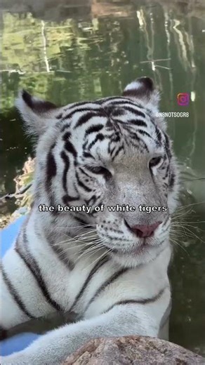 Interesting clips to watch, PART-9 #interesting #clips #facts #amazing #shorts