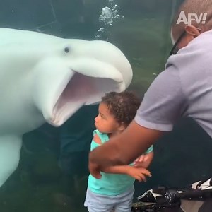 Funny Aquarium Fails😃😀 | Quinta Ribeiro Balugães