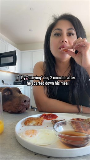 Don’t let the puppy eyes fool you #drakothedoberman #doberman #dobiesoftiktok #dog