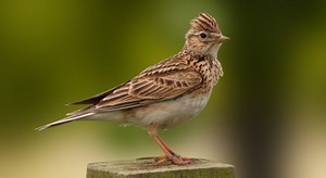 Skylark (Alauda arvensis) - Birds.com