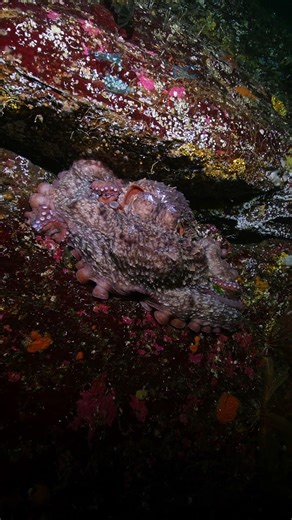 Sleeping Giant Pacific Octopus #octopus #britishcolumbia #scubadiving