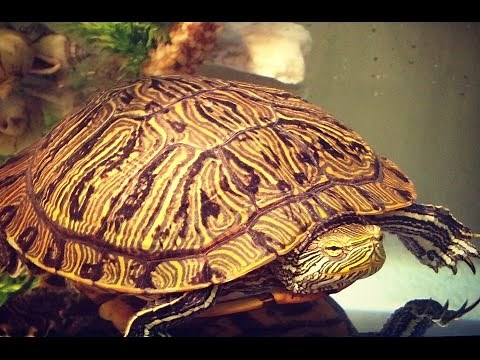 Turtle Tank Cleaning Hack. An Easy Tip For Your Aquarium Tank.