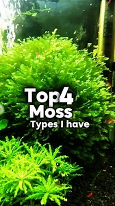 11K views · 175 reactions | Top4 Easiest Moss I Have in My Tanks Show your Moss  #shrimphatchery #shrimpaquarium #aquariumlife #aquarium #shrimptank #aquariumhobby #fblifestyle | Shrimp Hatchery | Facebook