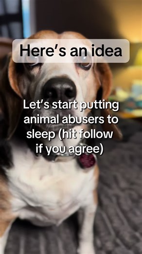 Do you agree? #fyp #barney #beagle #beagles #beagledogs #dogsoftiktok #doglover #petsoftiktok #foryoupage #adoptdontshop #tiktokpets #rescue #viraltiktok