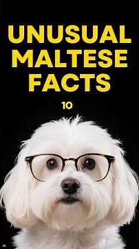 MALTESE FACTS 101 ✅ Fun Maltese Dogs Breed Information! Top Training & Best Grooming Tips Shorts!