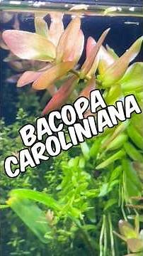 A Quick Bacopa Caroliniana Care Guide - Beginner-Friendly Stem For Planted Tanks!