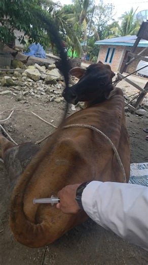 Injection of paralyzed cows #animals #cow #shorts