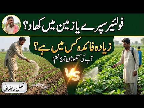 Foliar Spray vs Soil Application | Bilal Kanju Official