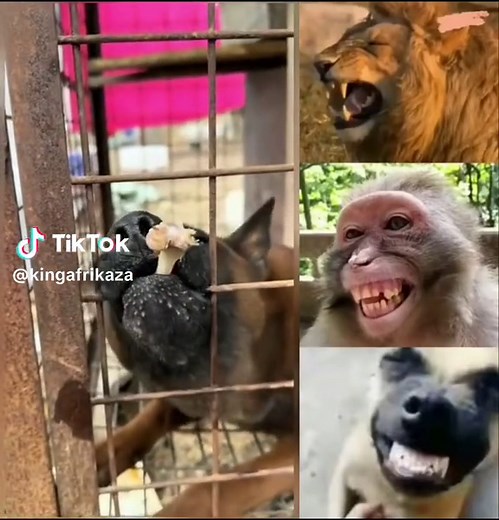 King Afrika (@kingafrikaza)’s videos with original sound - King Afrika