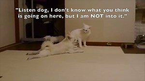 Dog annoying cat with friendship. | Animals Being Awesome