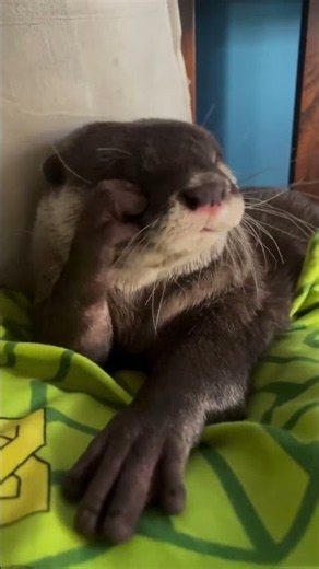The Cutest Otter Wake-Up Ever Caught on Camera