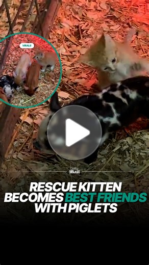 Rescue kitten bonds with a group of piglets at sanctuary