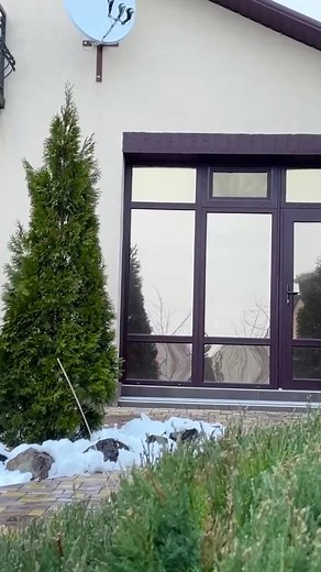 Finding giant Rodent caught to cook, The taste deeply delicious 😋 #uniqefood #cooking #mukbang #asmr