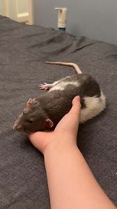 Hey, Hey Do U want to have a rest on my hand? #pets #ratsarepetstoo #pets #rats | Snuggly Rats