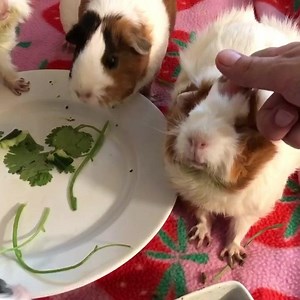 “You May scratch me” 😍😂❤️ | The Lava Empire