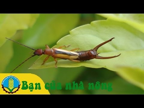 Kỹ thuật nhân nuôi bọ đuôi kìm để phòng diệt bọ dừa