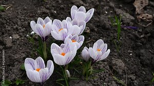 top view of bees that collect pollen and nectar from beautiful flowers growing in the garden. collection of pollen by bees. spring bees collect nectar. beautiful spring flowers in the garden. home eco