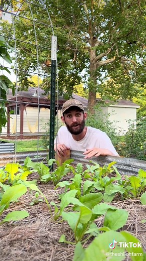 5 Fall Garden Plants You Need to Grow Now!