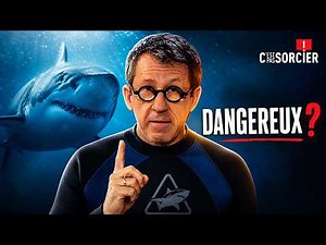 Are sharks really dangerous? - C'est pas sorcier