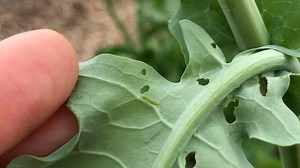 6K views · 132 reactions | Despite its beautifully bright fluttery wings, the cabbage white butterfly may not be the most welcome pollinator in your kitchen garden! These critters love to nibble on plants in the Brassica family like kale, mustard greens and broccoli. Discover what Kelsey does to try to combat these hungry munchers in this week's Garden Check-In. | Lewis Ginter Botanical Garden | Facebook