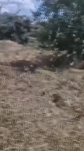 10K views · 118 reactions | LOCUST INVADES FARMLANDS IN SOUTHERN...