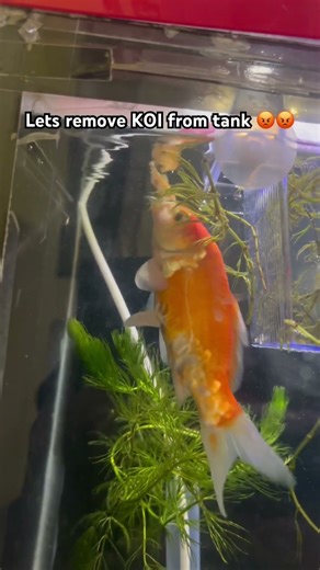 I hate #koi #aquarium #fishkeeping #aquascape #viral #fishshorts #trending #guppyfish #breeding #og