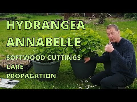 Hydrangea Annabelle. How to take Softwood Cuttings | Hydrangea CARE and Propagation.