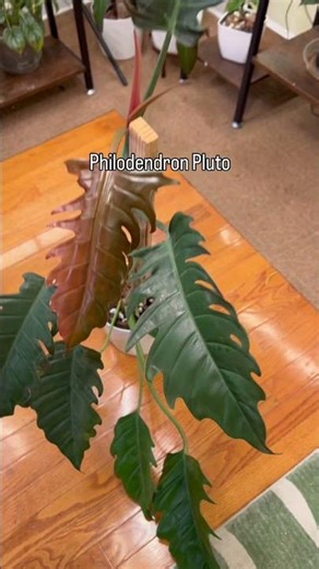 How I clean my Houseplant leaves