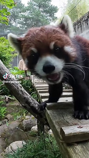 This fluffy red panda just turned 3 years old. Happy birthday Enoki! #animals #birthday #redpanda #oregonzoo