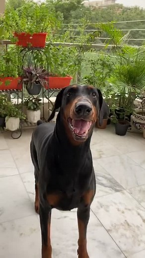 Doberman Bark Sound Compilation | Dog Barking Videos