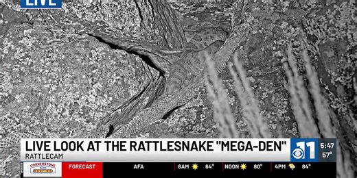 WATCH: Live look at the rattlesnake 'mega-den'!
