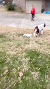 1K views · 18 reactions | Nothing sweeter than pups in sweaters living their best winter lives… and Bailey out here looking like a whole lady in her little “skirt” ❄️❤️ #SweaterWeather #DogMomLife #PupStyle #WinterVibes #TooCute | Crystal Hepler | Facebook