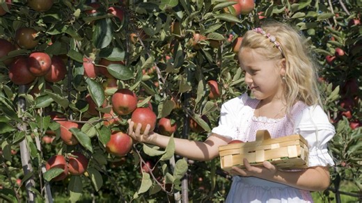 Fructele de toamnă care conțin cei mai mulți nutrienți. Beneficii pentru sănătate