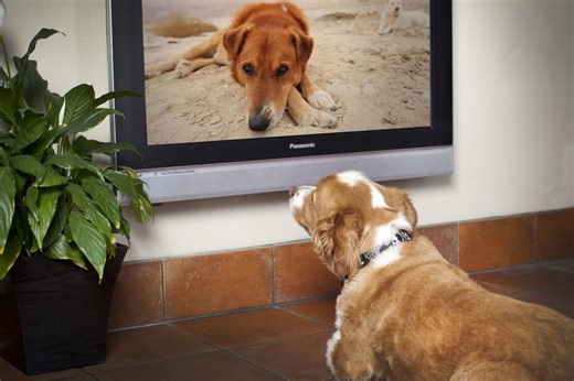 What is Dog TV and how does it work?
