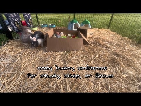 relaxing bunny countryside ambience 🐰🌿 | 35 minutes nature & bird sounds
