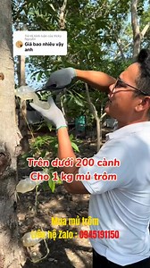 18K views · 108 reactions | Mủ trôm bây giờ giá đã ổn định rồi . #mutrom #thachmutrom #cachchebienmutrom | Thạch Mủ Trôm | Facebook
