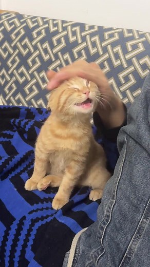 Why Are Cats So Adorable? Exploring Their Charm