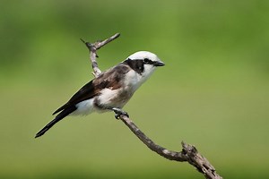Northern white crowned shrike - Alchetron, the free social encyclopedia