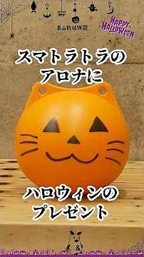 【東山動植物園公式】2025ハロウィン：スマトラトラのアロナにハロウィンプレゼント《 スマトラトラ トラ 》#short