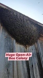 107K views · 2.1K reactions | Vacuum Bees from Huge Open Air Honeybee Colony | Swarmstead Bees and Gardening | Facebook