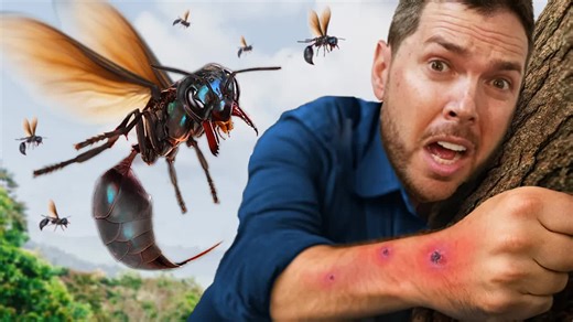 24K views · 248 reactions | This was one of the craziest catches! Where will this dangerous wasp fall on the Brave Wilderness Sting Index? | Brave Wilderness | Facebook