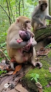 UNBELIEVABLE Monkey Birth Caught on Camera! 😱 Rare Footage Birth of Newborn Babies.#fblifestyle | Monkey Video