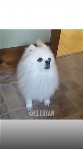 MICROWAVE DOG