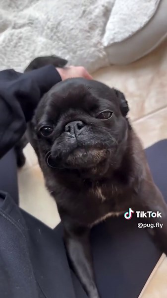 Pug Fly on TikTok