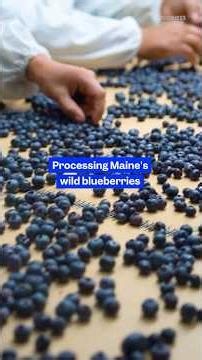 Here's how wild #blueberries are harvested and frozen in #Maine. #bigbusiness