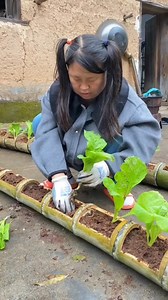 57K views · 158 reactions | Menanam di Bambu #pertanian #tipsberkebun #FYI #reels #trikpintar | Kodam Grow | Facebook